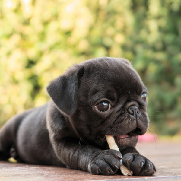 5 best chew-time bully sticks for pups