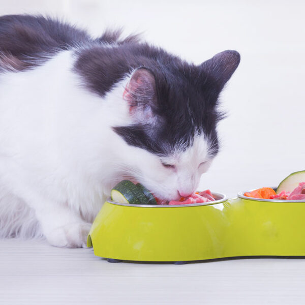 7 human foods that your cats can also relish