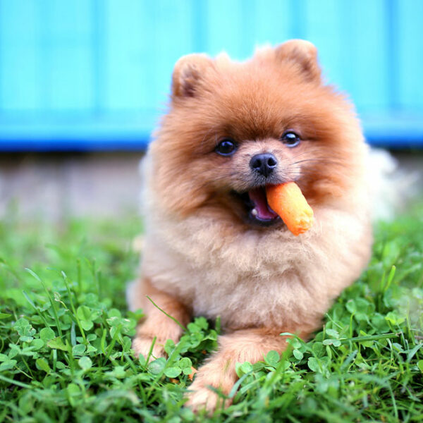 7 human foods that dogs can enjoy