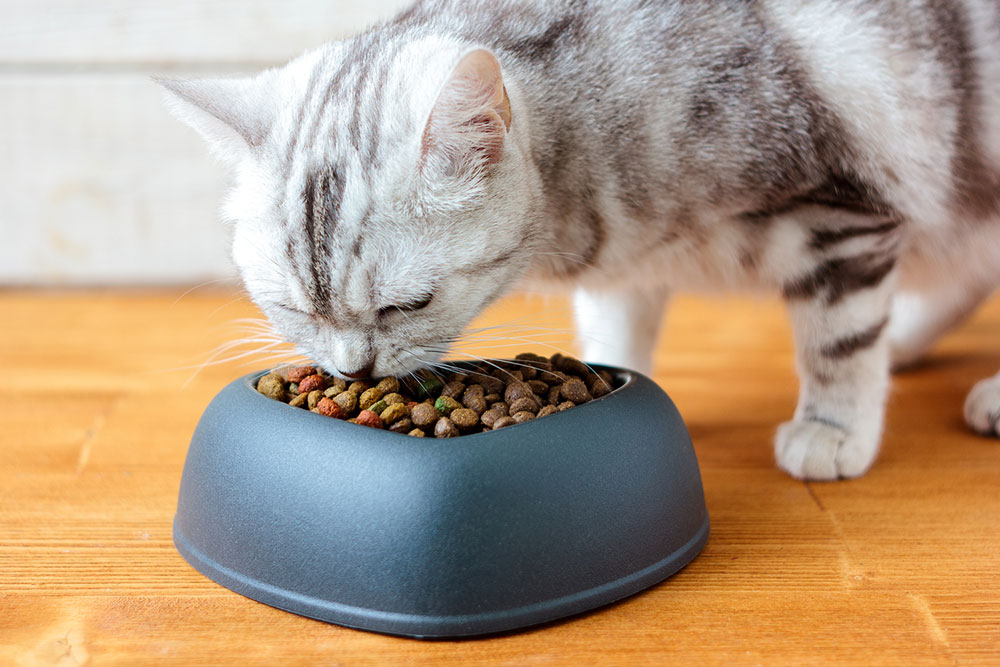 10 Cat Food Deals to Look Out for During Black Friday 2023