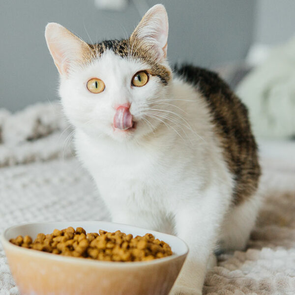 Benefits of wet and dry cat foods