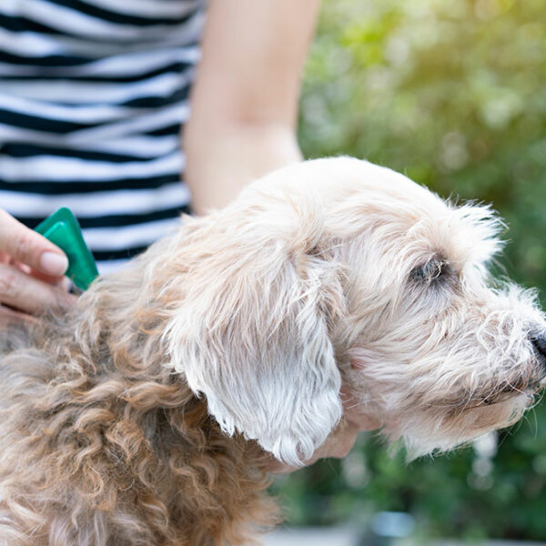 Home remedies to prevent flea and tick infestations