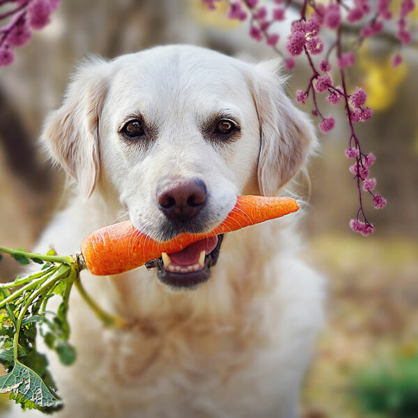 Human foods that are best for dog health